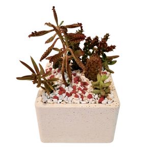 گیاه طبیعی کاکتوس و ساکولنت مدل دیش گاردن کد m
